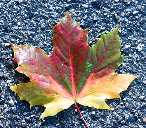 セクシーガール1
 #10136423