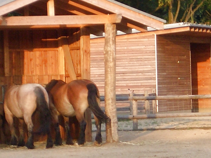 In the barn  #16967649