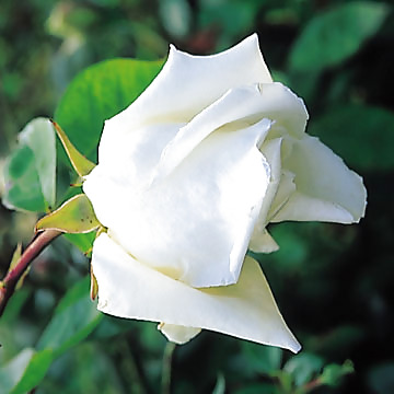 ありがとうございました。
 #3150575