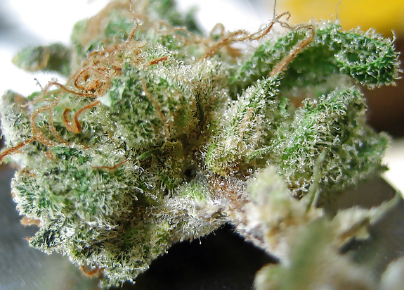 Toke It Up ! #2529411