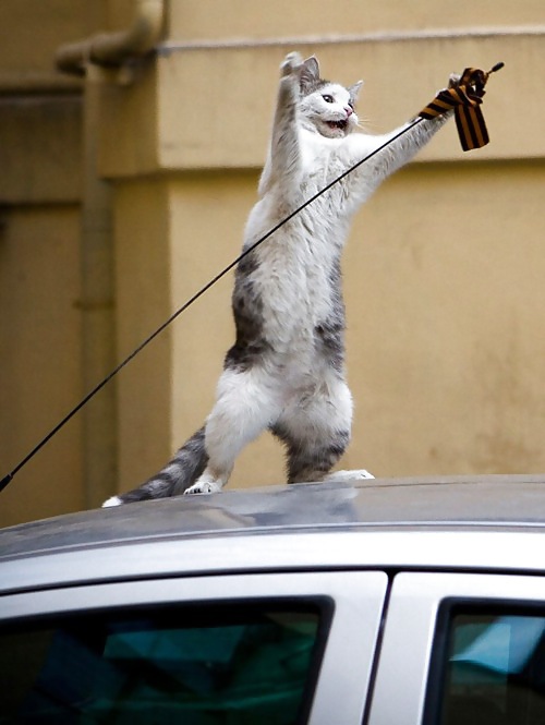 Things, Found, Internet, Interesting, Bleh, Five #4218370