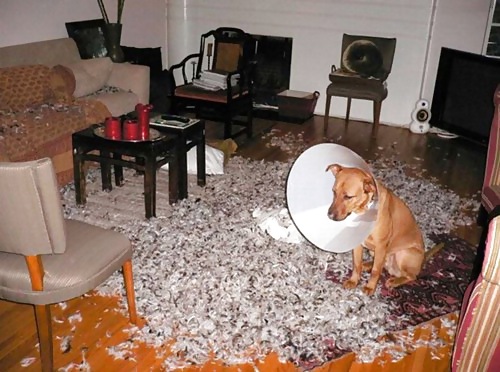 Things, Found, Internet, Interesting, Bleh, Five #4218398