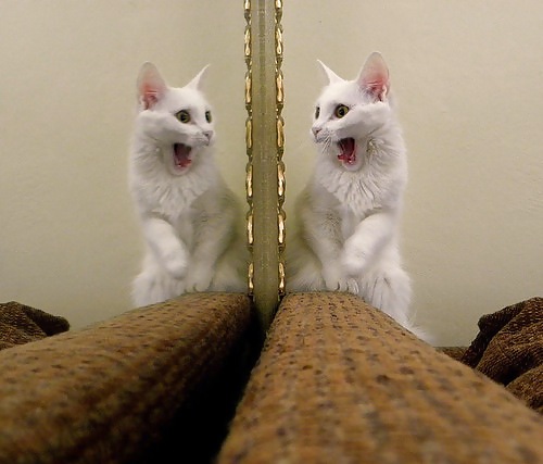 Things, Found, Internet, Interesting, Bleh, Five #4218441