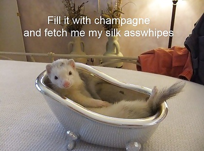 Things, Found, Internet, Interesting, Bleh, Five #4218448