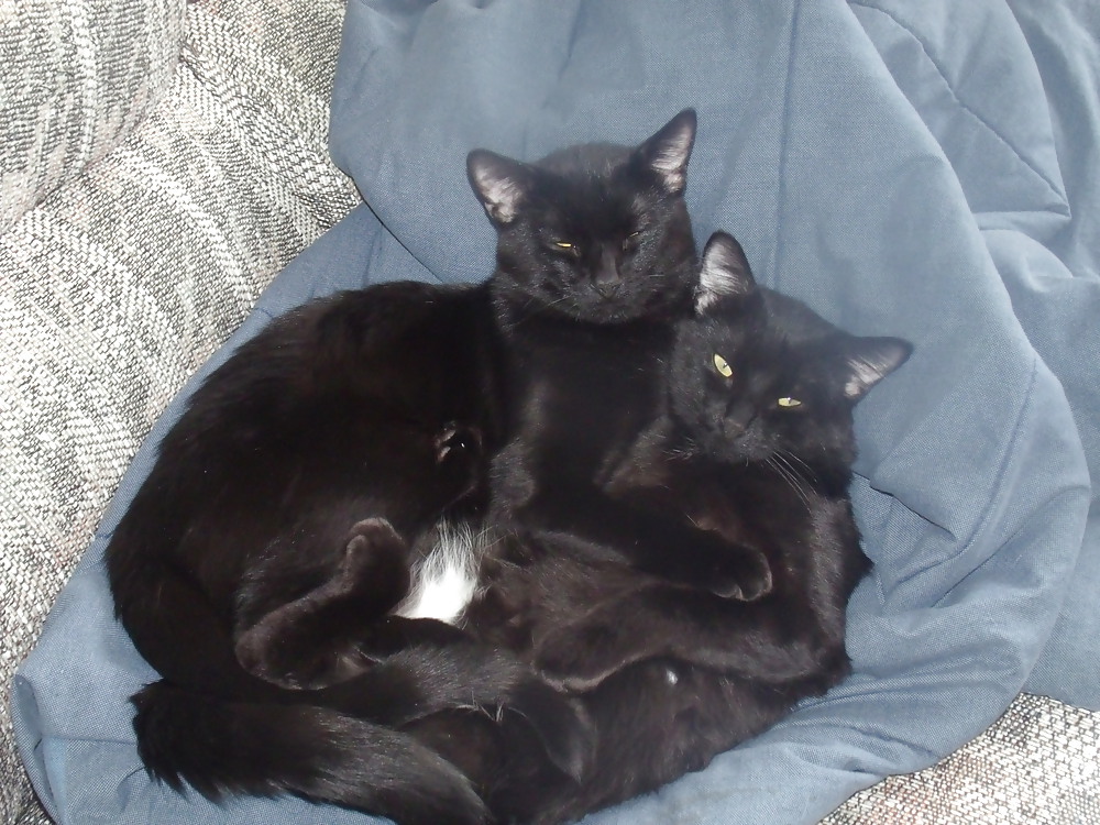 MY KITTENS ASHES AND SMOKIE  #14708575