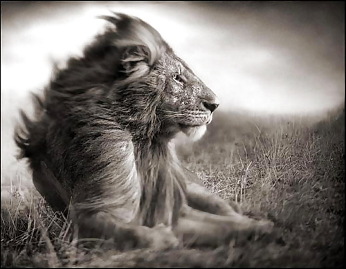 Lion, in the wind