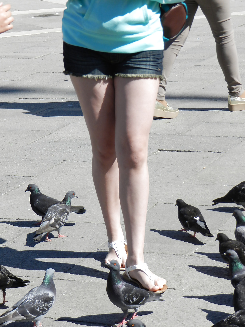 Lucky pigeon