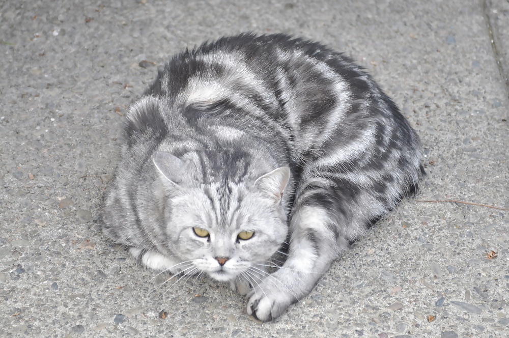 Cat #4338471