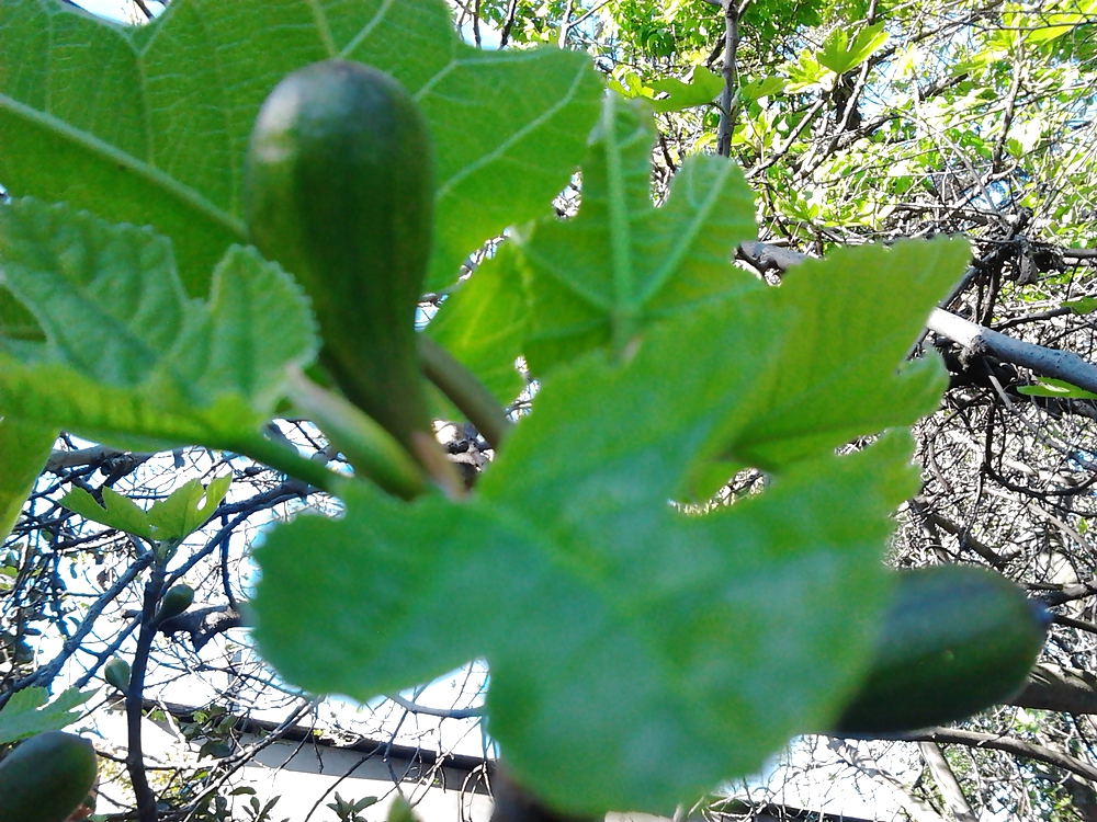After flowering, are fruits, in my garden frutas del jardin #21989843
