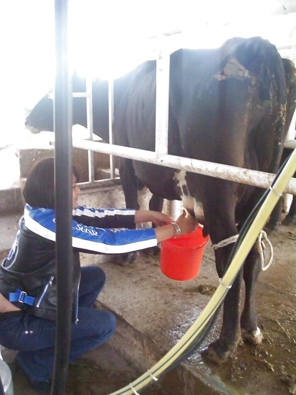 サンエリ乳業の友人たちが牛の乳を搾る様子
 #1015816