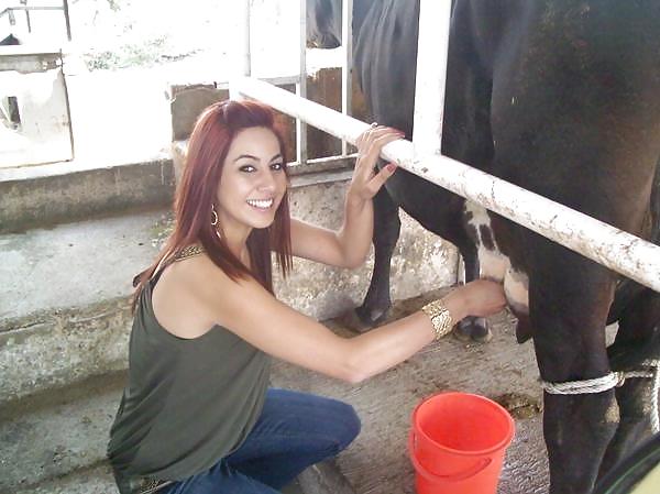 Friends at san eli dairy milking the cow #1015821