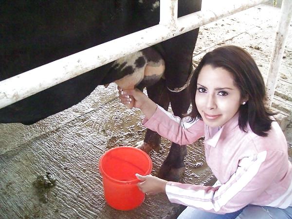 サンエリ乳業の友人たちが牛の乳を搾る様子
 #1015829