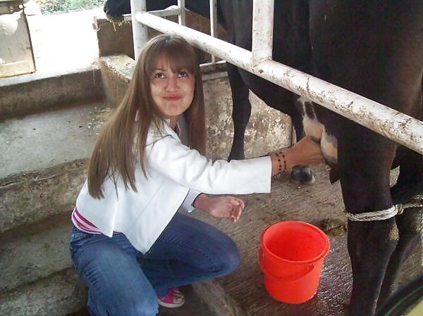 サンエリ乳業の友人たちが牛の乳を搾る様子
 #1015845