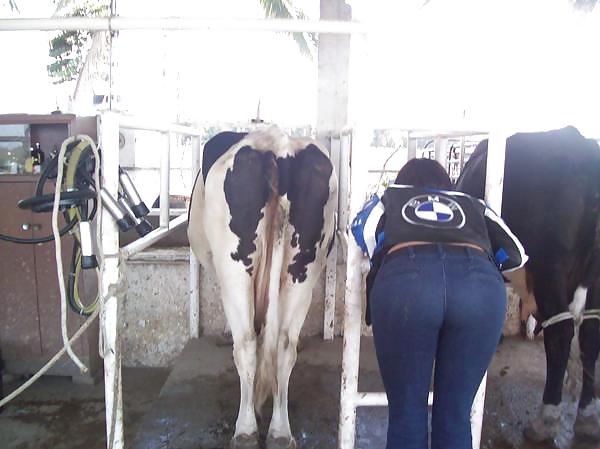 Friends at san eli dairy milking the cow #1015852