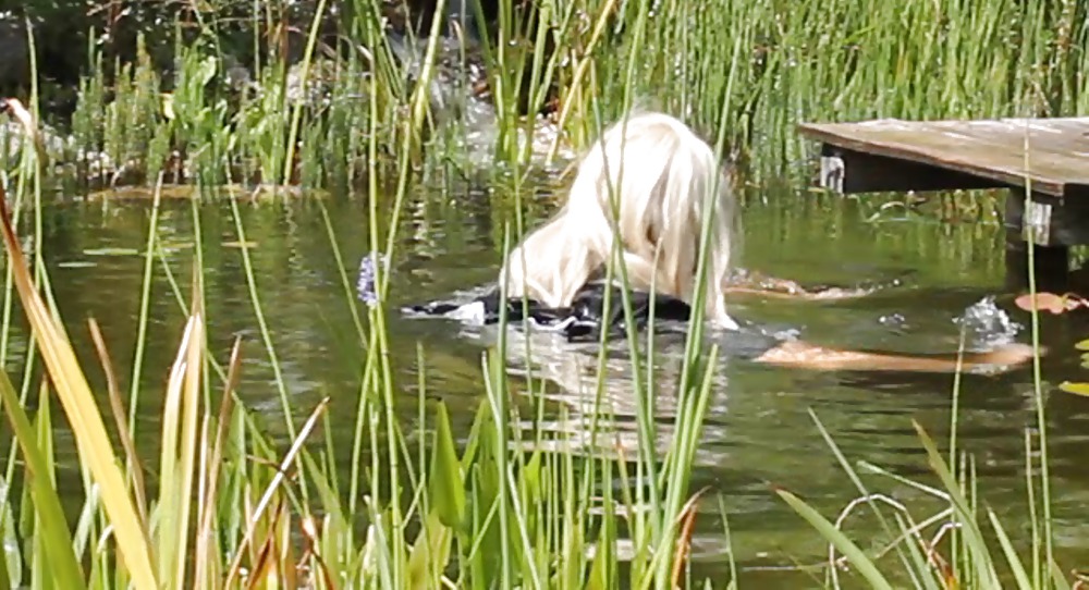 Sissy baño completamente vestido en un estanque, y se observó a
 #9909164