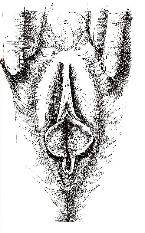 Arte de género 2 - vulva (2)
 #17013440