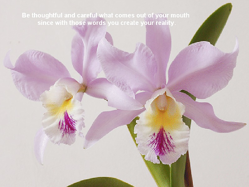 他のオルコット
 #2841778