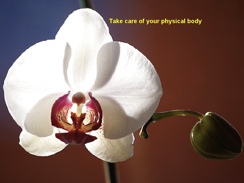 他のオルコット
 #2842040