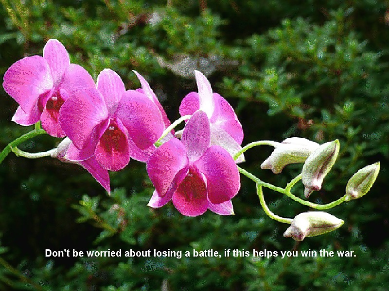 他のオルコット
 #2842075