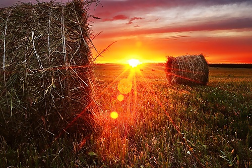 Sueños de campo...
 #18149465