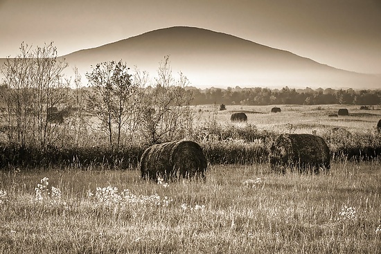 Sueños de campo...
 #18149495