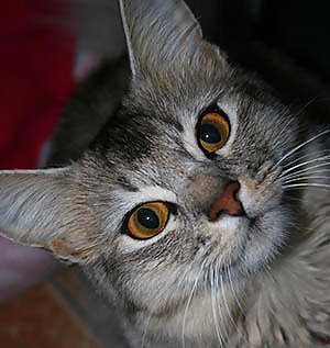 ¡Animales favoritos - gatitos! 
 #172513