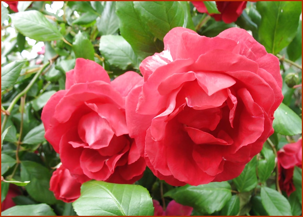 マランヘンスの足首
 #17797848