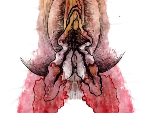 Arte de género 1 - vulva (1)
 #14462478