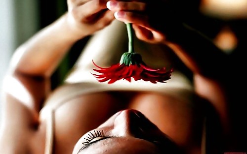 Found: flowers #4558556