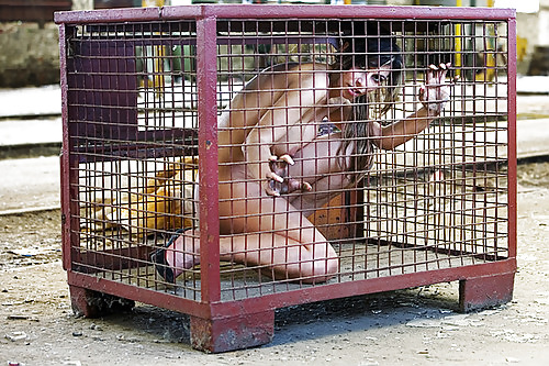 Animaux En Cage #17704875