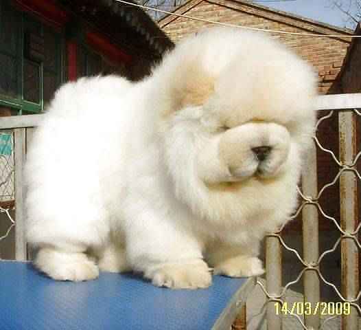 PUPPIES!!!!! #9946488