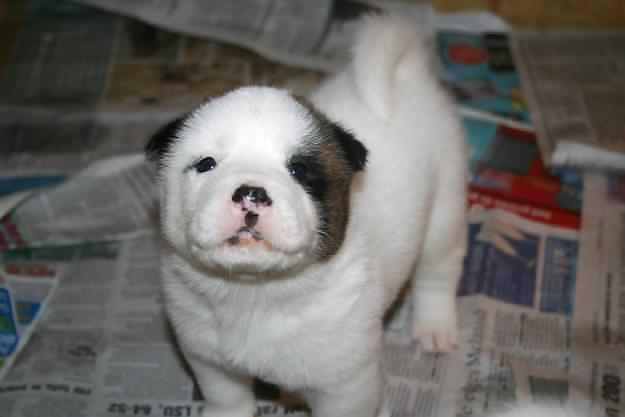 PUPPIES!!!!! #9946493