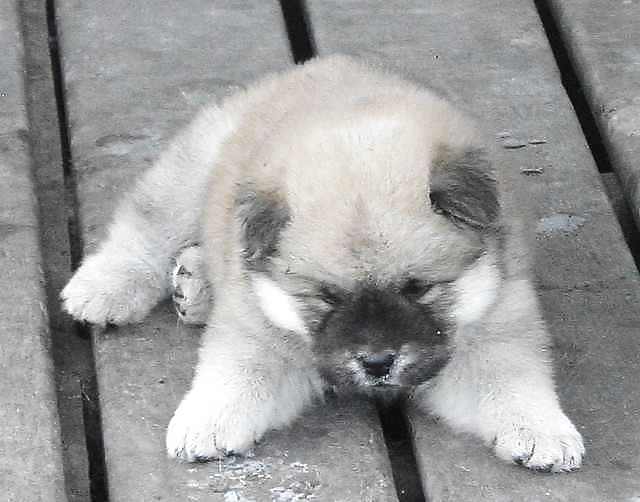 PUPPIES!!!!! #9946510