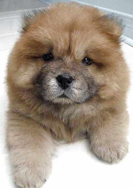 PUPPIES!!!!! #9946513