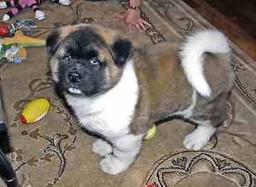 PUPPIES!!!!! #9946514