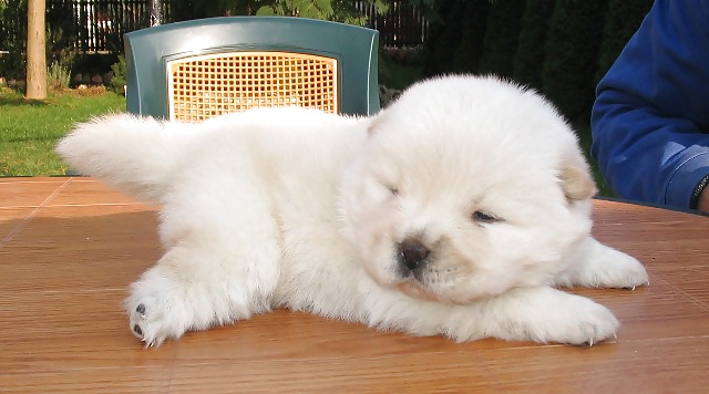 PUPPIES!!!!! #9946525