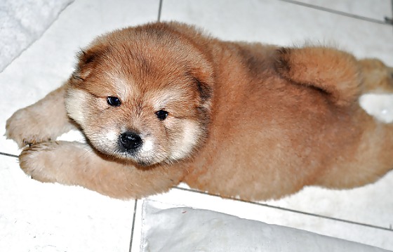 PUPPIES!!!!! #9946534