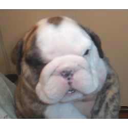 PUPPIES!!!!! #9946545