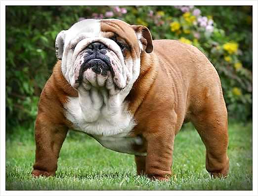 PUPPIES!!!!! #9946550