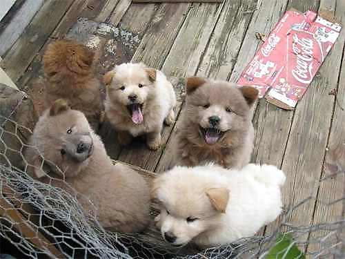 PUPPIES!!!!! #9946552