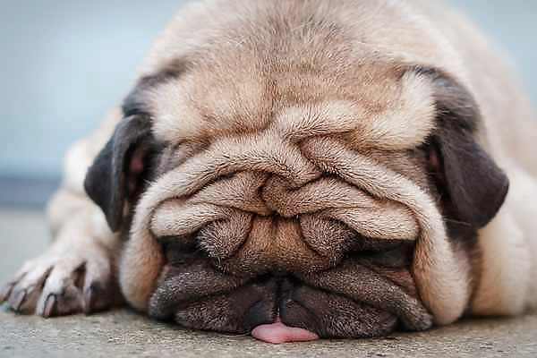 PUPPIES!!!!! #9946553