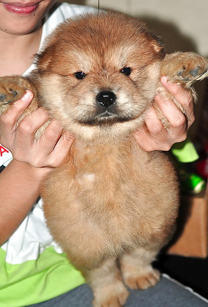 PUPPIES!!!!! #9946555