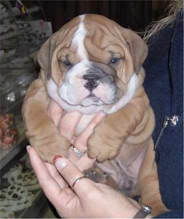 PUPPIES!!!!! #9946558