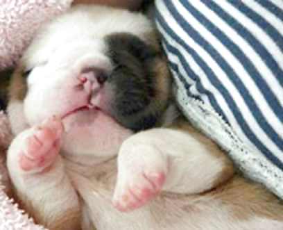 PUPPIES!!!!! #9946561