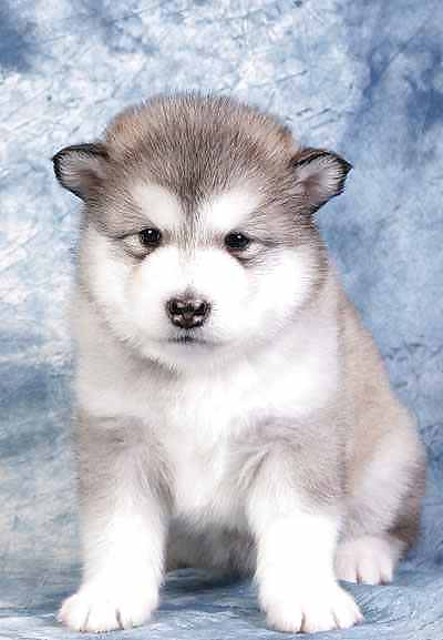 PUPPIES!!!!! #9946573