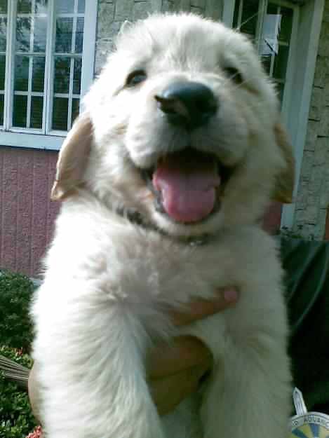 PUPPIES!!!!! #9946579