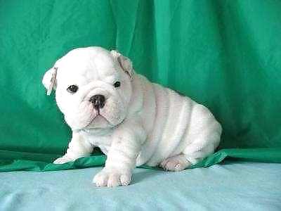 PUPPIES!!!!! #9946583