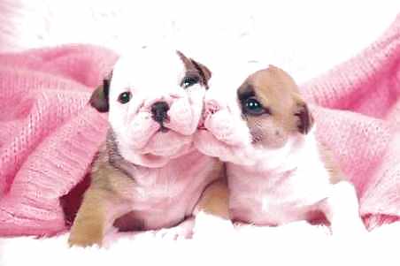 PUPPIES!!!!! #9946594