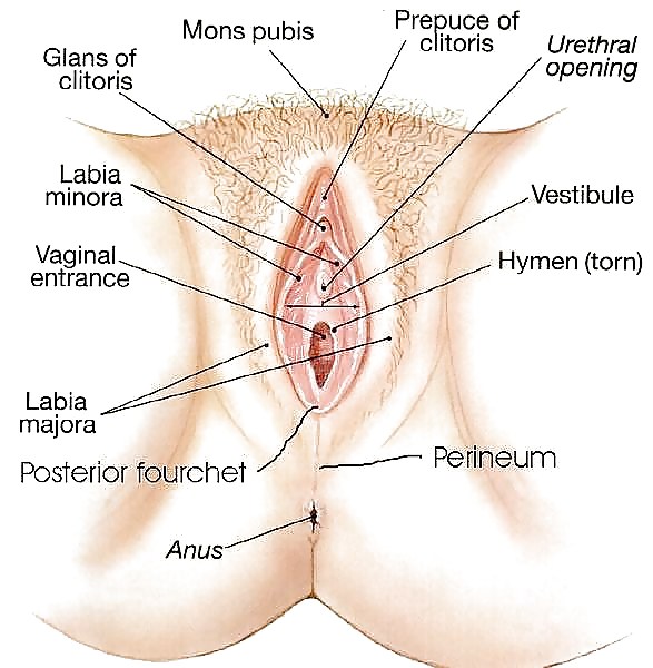 Fat Labia Lips (3) #9815832