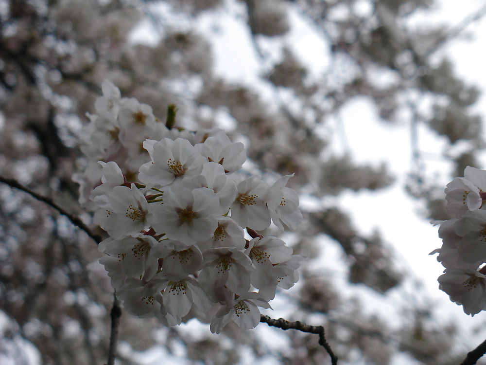 サクラ
 #12083504